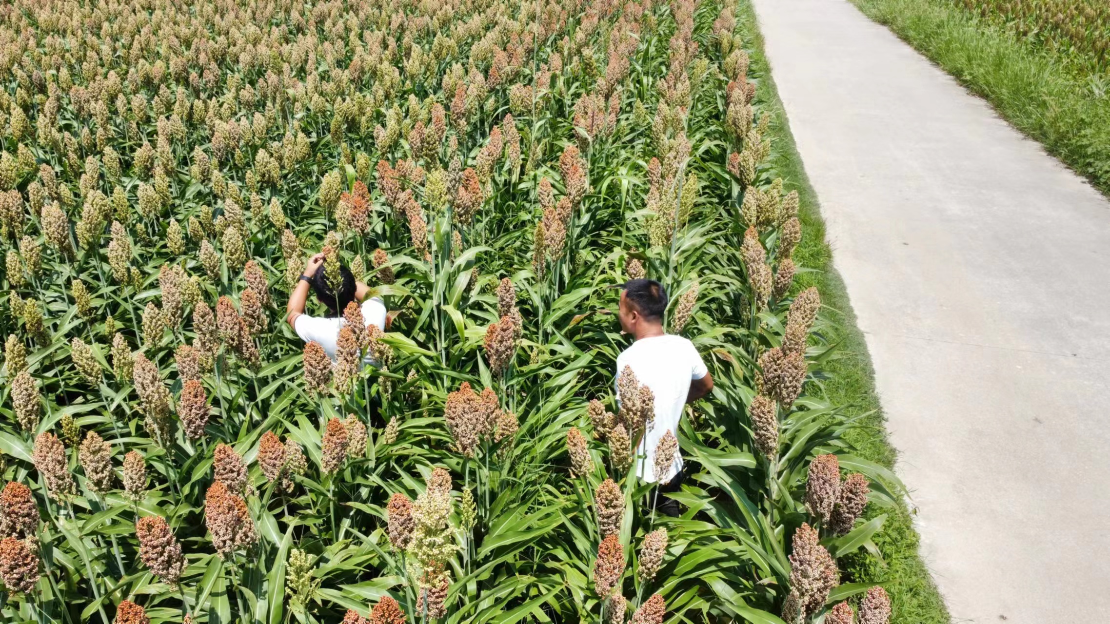 16981122969378071G3g.jpg 16981122969378071G3g.jpg